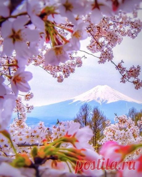Вид на гору Фудзи из цветущего сада, #Япония@discoverygroup