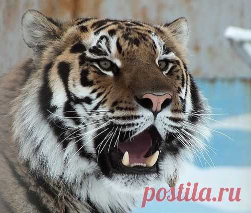 ОФилиЯ — «Крещендо .» на Яндекс.Фотках