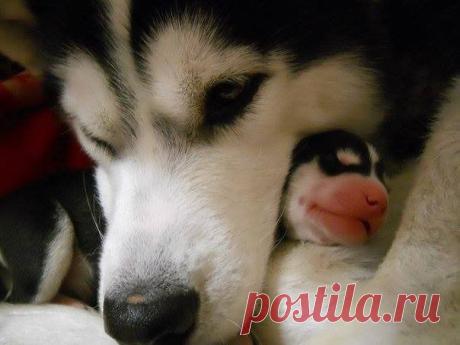 crescentmoon Animalia
