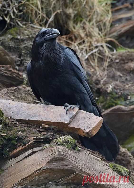 (128) Пин от пользователя Mus katnuss на доске Ravens n' Crows
