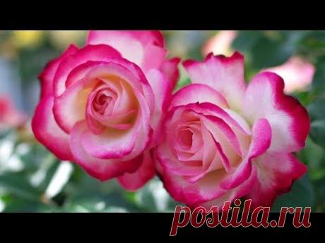 (73) Pinterest