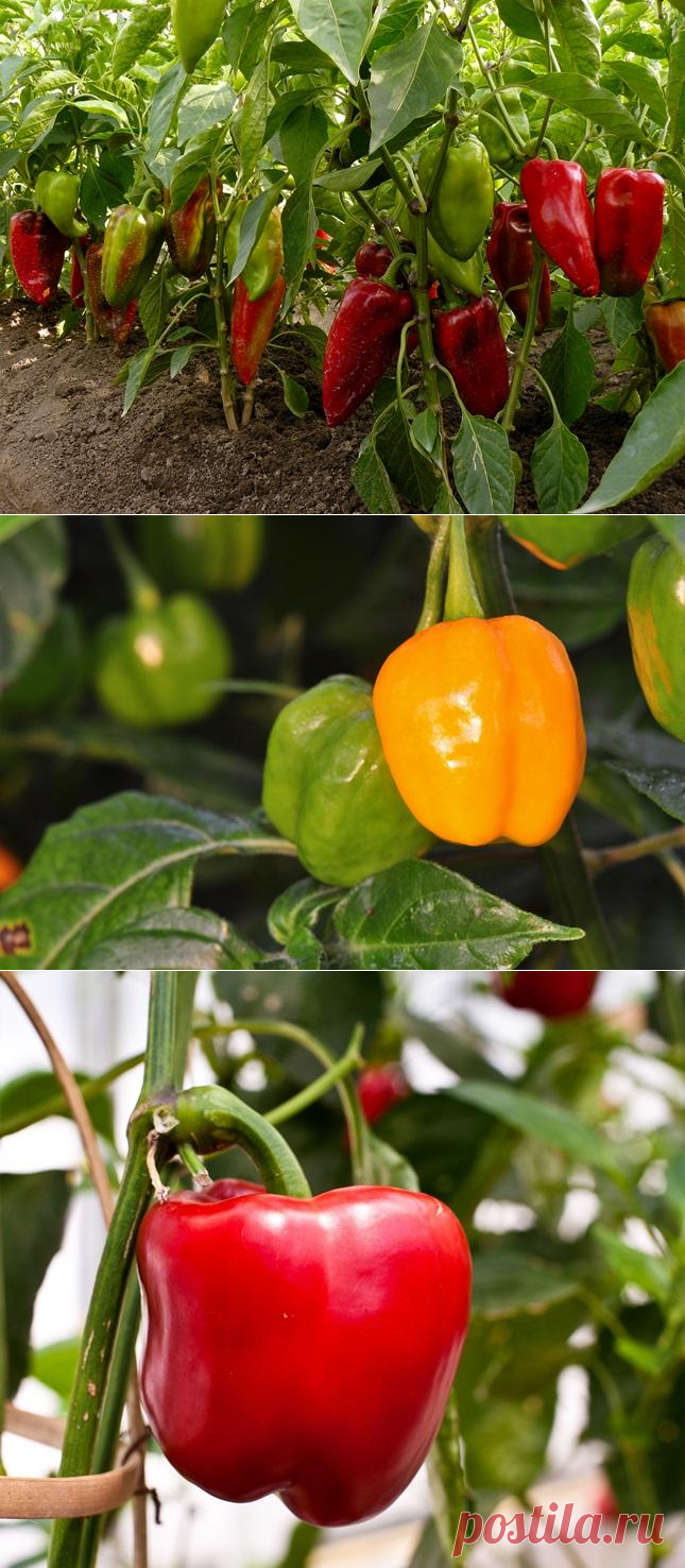 Крупноплодные сорта перца