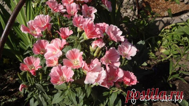 Люблю август - все в цвету: Группа Садовые цветы и флористика