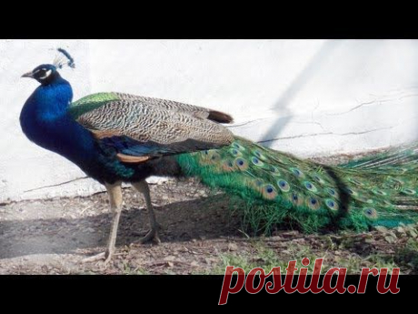 Павлин самка и самец ( peacock men &amp; women ) райская птица ! - YouTube
