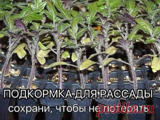 Рассаду помидоров поливают раствором йода для более быстрого роста (1 капля на три литра). После применения этого раствора рассада зацветёт быстрее, а плоды будут крупнее. 
 
Может йод защитить помидоры и от фитофторы. 
Для этого Вам понадобятся несколько капель йода и 250 грамм молока, смешайте их с 1 литром воды. Раствор - одна капля йода на три литра воды, этим йодным раствором надо один раз полить рассаду томатов. От этого увеличиться продуктивность и будут побольше плоды. 
 
От фитофторы -