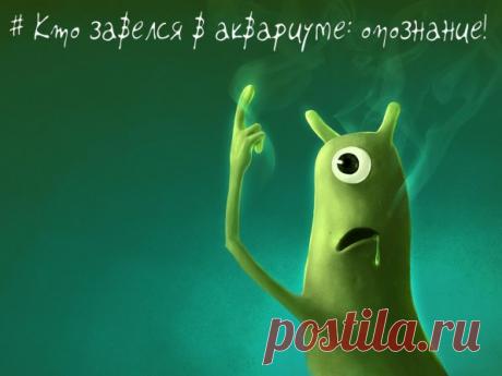=Незваные гости в аквариуме или идентификация кракозябры!=