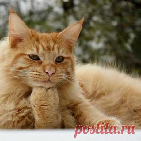 " В ГОСТЯХ У КОШКИ "