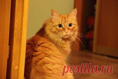 Коты. Котики. Котята.
