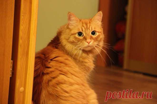 Коты. Котики. Котята.