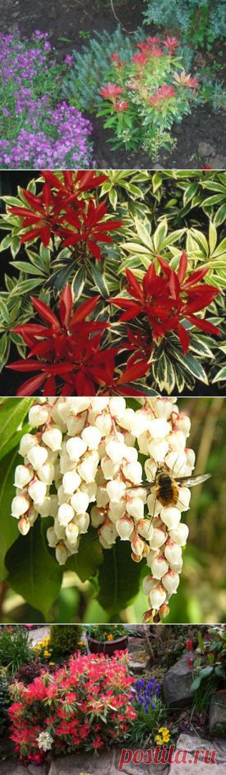 ПИЕРИС. УХОД. | Самоцветик