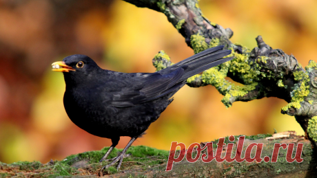 🏡 Тест Птицы Birds на английском языке Animal Planet for english learning | Дом тестов Тесты Викторины География для детей, школьников и взрослых  | Звоните 8-925-009-35-55 Своя квартира в Москве и Подмосковье за 30 дней! Тесты и викторины— не только для проверки знаний и эрудиции, но и ещё отличная возможность провести время с пользой и на позитиве. Одобрение ипотеки в Москве, Лобне, Долгопрудном, Мытищах, Одинцово, Королёве, Пушкино, Подольске, Красногорске, Домодедово,...