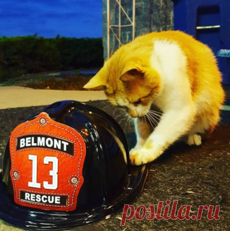 Бродячая кошка обрела дом на пожарной станции.