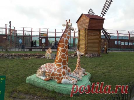 Жираф.