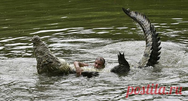 Не только управдом — друг человека (дружба с крокодилом) — Наука и жизнь