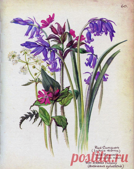 (9) Gallery.ru / Фото #20 - Edith Holden (1871-1920) - lenadep