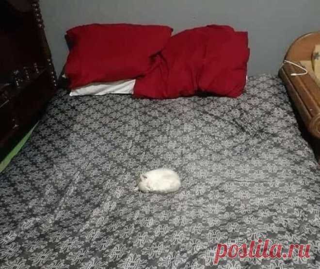 20+ снимков котят, способных растопить сердце даже Волан-де-Морта