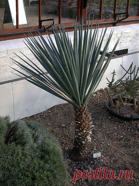 Yucca_schottii.JPG (450×600)