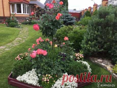 Розы, розочки, розульки!: Дневник пользователя Natka