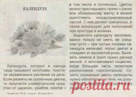 Календула