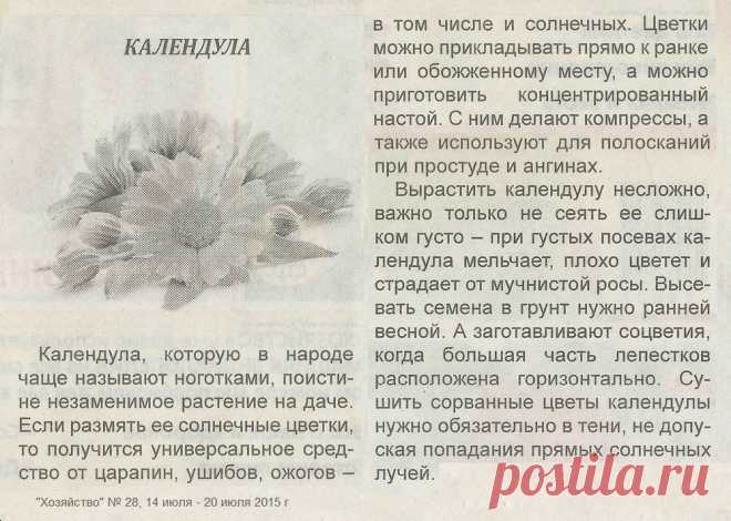 Календула