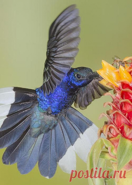 Violet-sabrewing 1 Greeting Card for Sale by Jim Frandeen