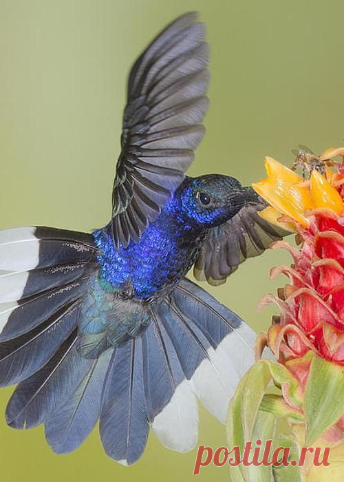 Violet-sabrewing 1 Greeting Card for Sale by Jim Frandeen