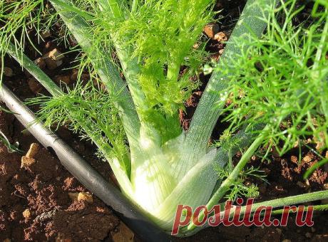 А что Вы слышали о фенхеле? | 6 соток
