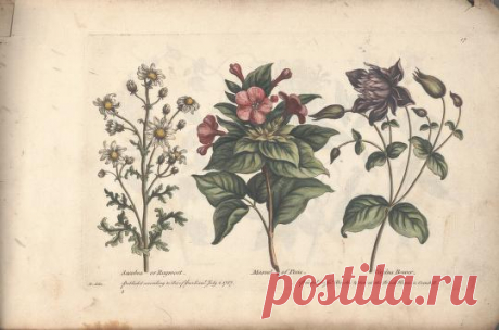 The florist, or, An extensive and curious collection of flowers, for the imitation of young ladies, either in drawing or in needle?workby A. Heckle. : Heckel, Augustin, : Free Download, Borrow, and Streaming : Internet Archive