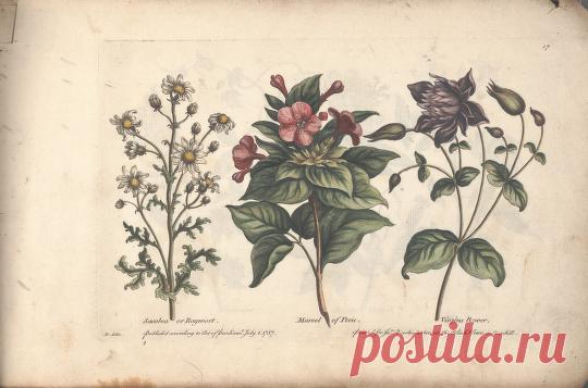 The florist, or, An extensive and curious collection of flowers, for the imitation of young ladies, either in drawing or in needle?workby A. Heckle. : Heckel, Augustin, : Free Download, Borrow, and Streaming : Internet Archive