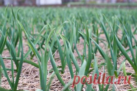 Чем подкормить озимый чеснок в весенний период, если кончики листьев желтеют
Добрый день, мой читатель. Многие огородники выращивают на своих участках озимый чеснок. Весной овощ сначала дружно и хорошо всходит, а затем кончики его листиков желтеют. Это происходит по разным причинам. Листья становятся желтыми после возникших заморозков, при недостатке азота в почве или несвоевременном поливе во...
Читай дальше на сайте. Жми подробнее ➡