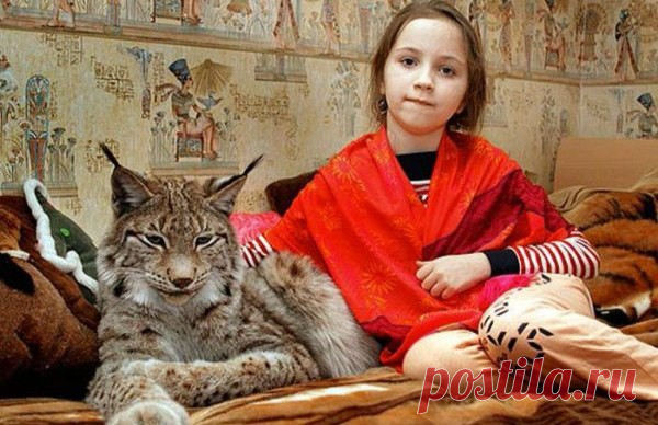 Настоящая домашняя рысь