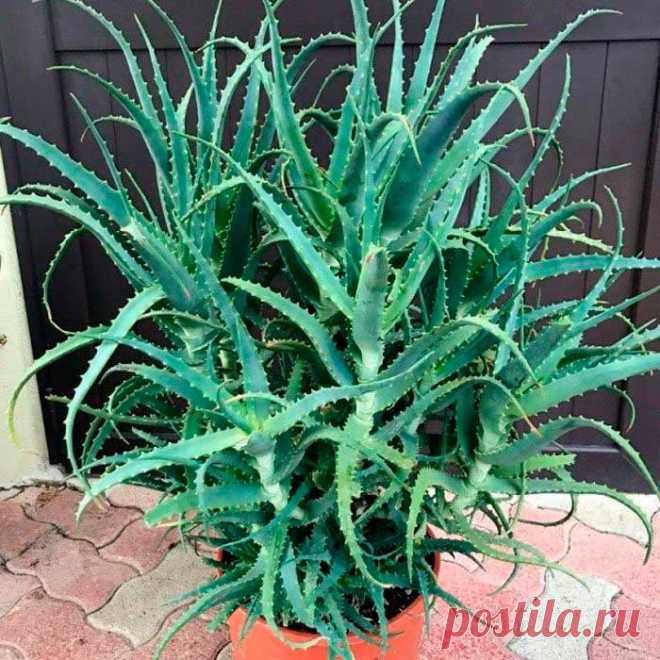 Комнатное растение Алоэ (Aloe). Наиболее распространенный вид - алоэ древовидное (A.arborescens), в просторечии - "столетник". В комнатах редко цветут лишь старые, крупные экземпляры. Размножают черенкованием. Сок растения обладает лечебными свойствами.