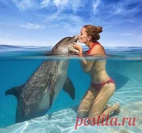 И я так хочу! 🐬