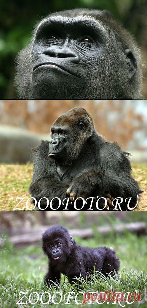 Фото животных - ЗооФото - Обезьяна горилла - самая большая из всех приматов. фото гориллы