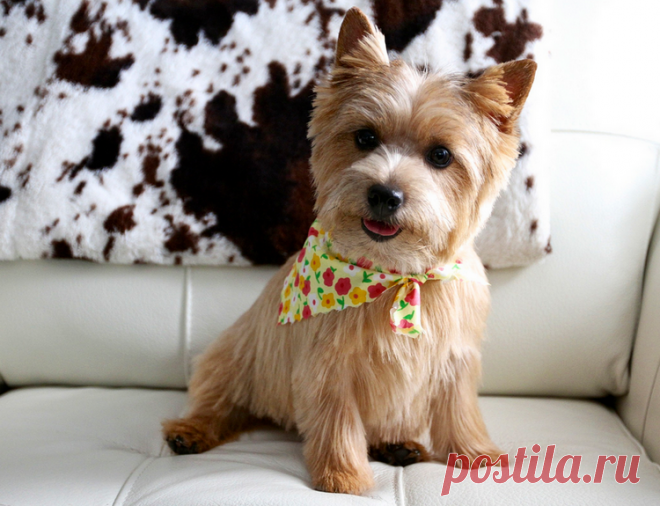 Норвич терьер с фотографиями и видео