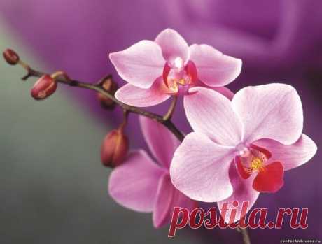 ОРХИДЕЯ ФАЛЕНОПСИС: КАК УХАЖИВАТЬ КРУГЛЫЙ ГОД.