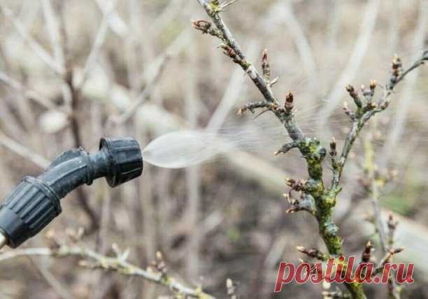 ОСЕННИЙ РАСТВОР 