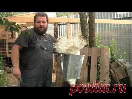 Забой, ощип, опаливание, потрошение индейки. Обучающее видео