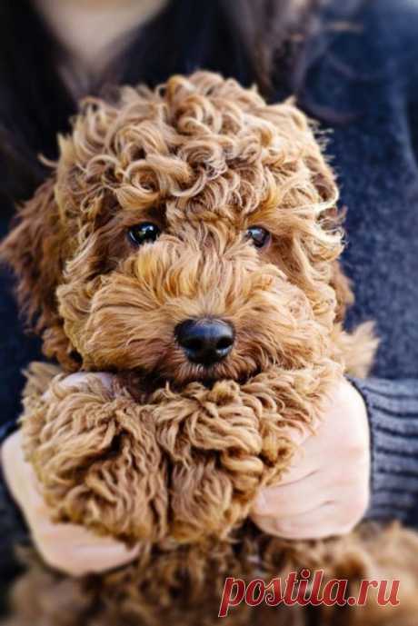 Cutest Puppies From All Around the Web | World inside pictures