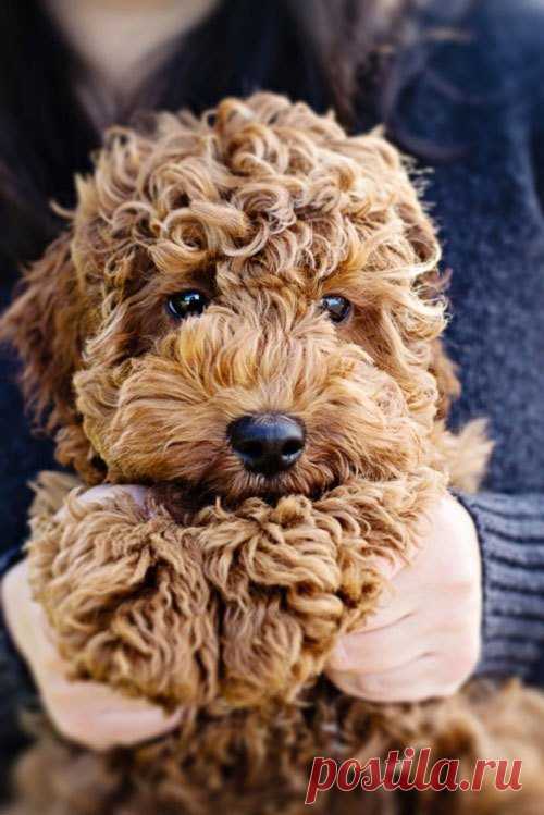 Cutest Puppies From All Around the Web | World inside pictures