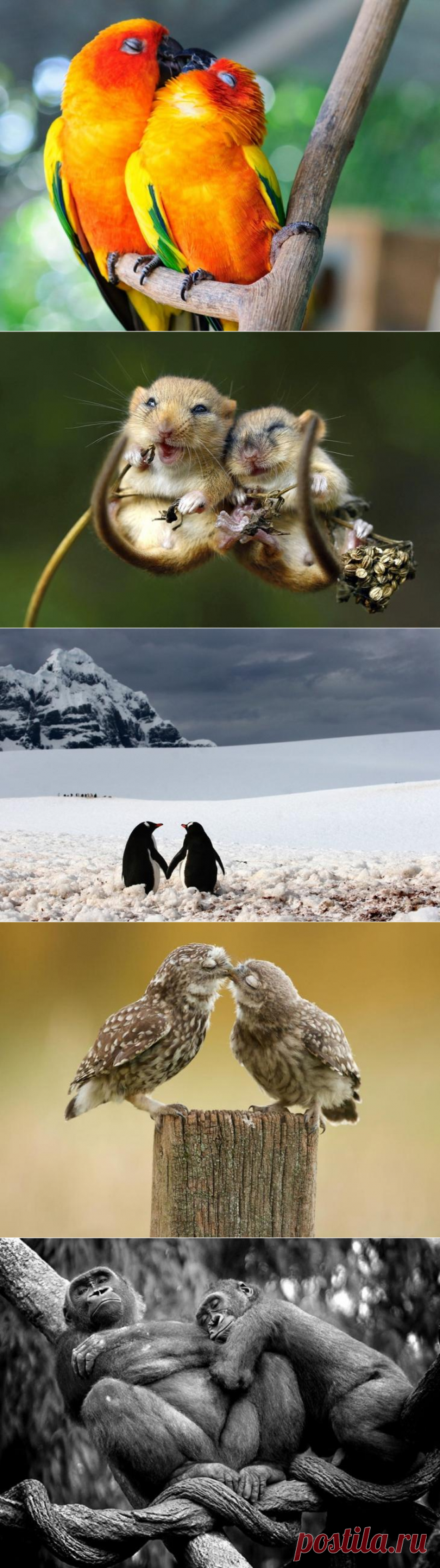 15 нежных фотографий о том, что любовь повсюду