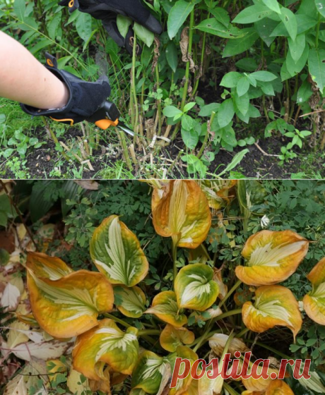 Обрезаем многолетники: советы, которые помогут сэкономить время