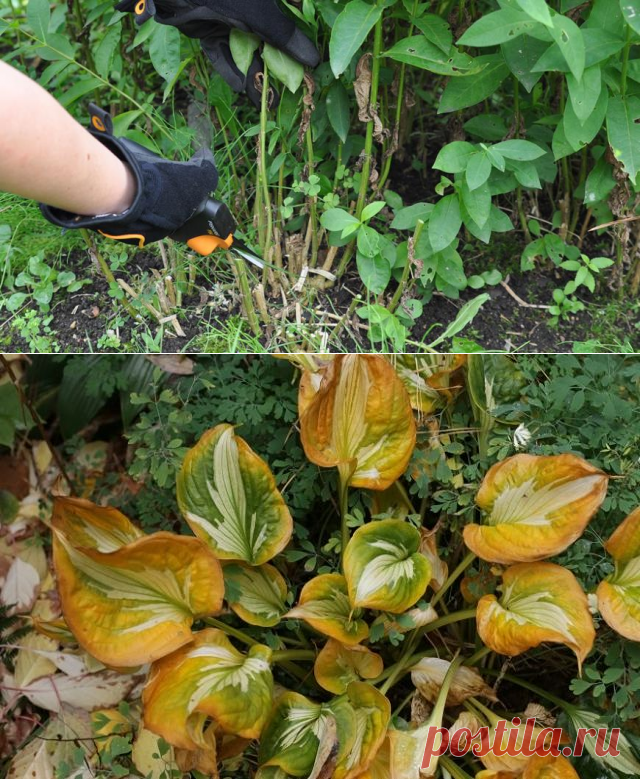 Обрезаем многолетники: советы, которые помогут сэкономить время