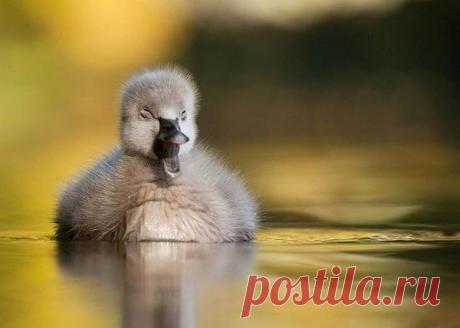 Птенец лебедя... и совсем не гадкий, очень даже симпотный