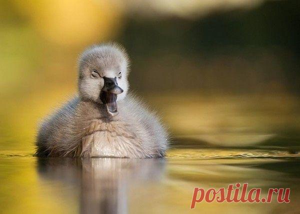 Птенец лебедя... и совсем не гадкий, очень даже симпотный