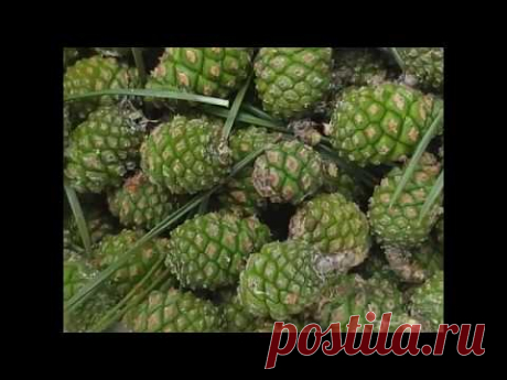 Варенье из сосновых шишек. Часть1-ая.