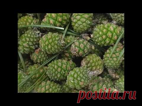 Варенье из сосновых шишек. Часть1-ая.