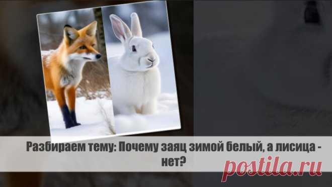 Разбираем тему: Почему заяц зимой белый, а лисица - нет? Статья автора «VestiNews. Люди, события, факты» в Дзене ✍: Зачастую нас поражает разнообразие окрасов животных, особенно зимой, когда природа преображается под накатом первого снега.