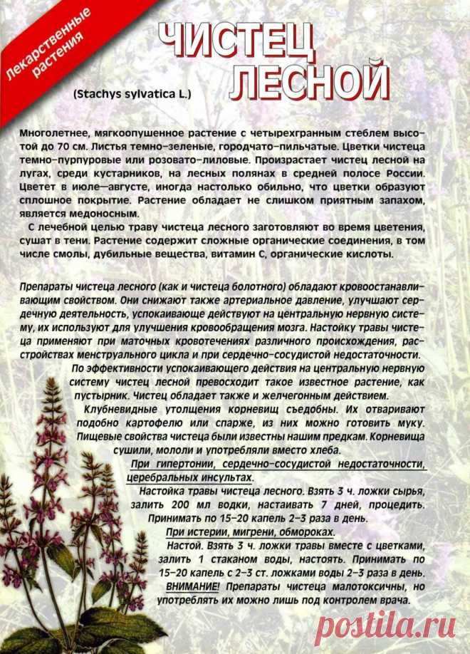 Чистец лесной