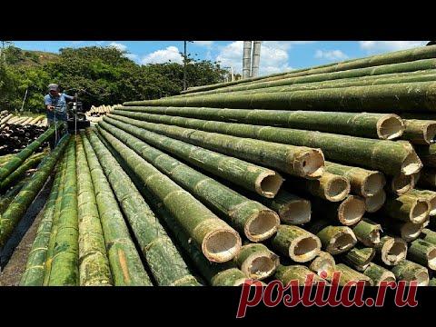 Бамбук  |  Интересные факты